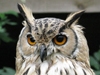 Phoenix Eagle Owl
